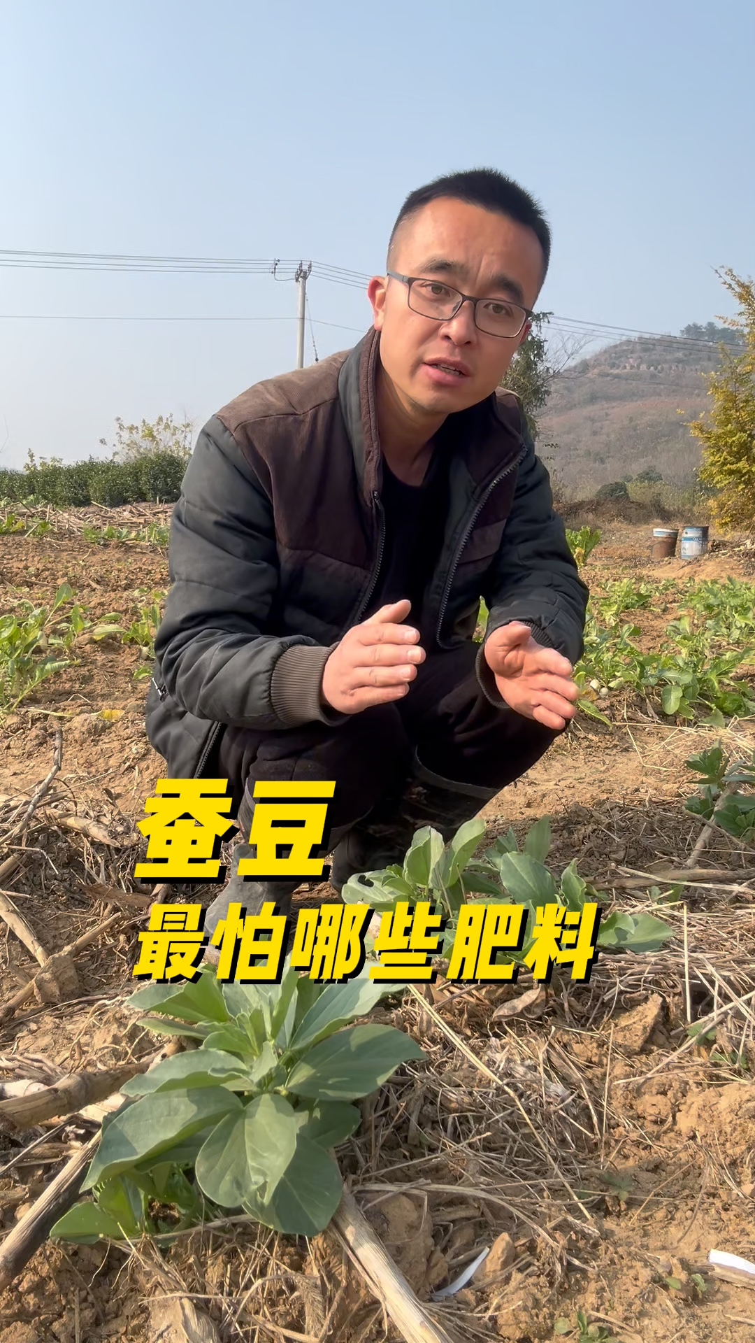 蚕豆最怕哪些肥料?种菜小技巧