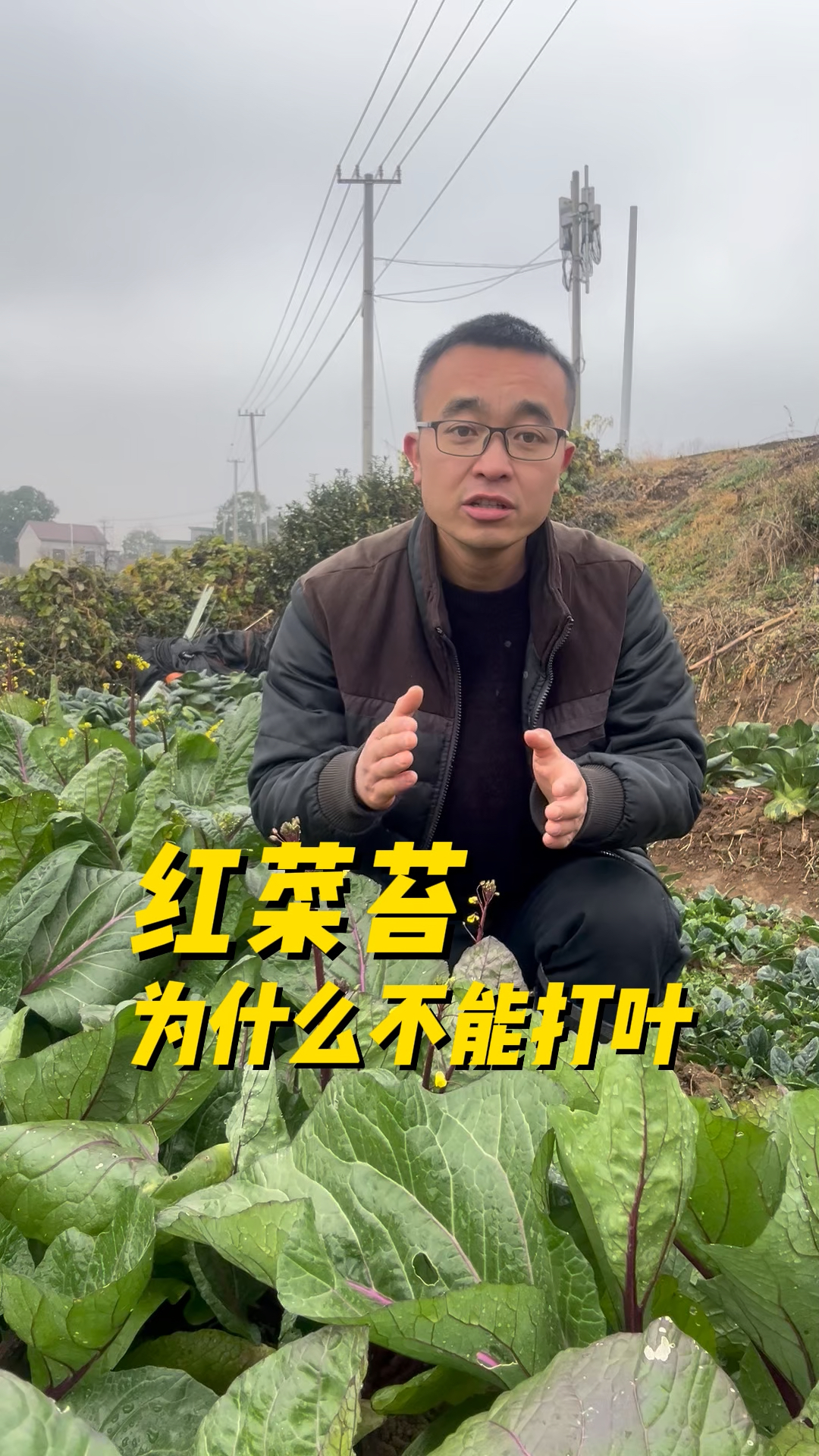 红菜苔为什么不能打叶?种植小技巧