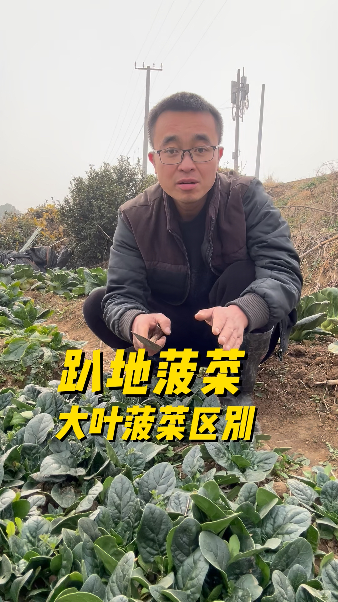 趴地菠菜和大叶菠菜有什么区别?