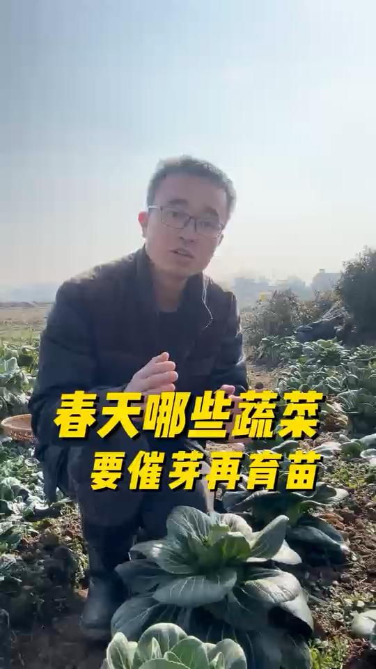 春天哪些蔬菜需要催芽播种?哪些可以直接播种