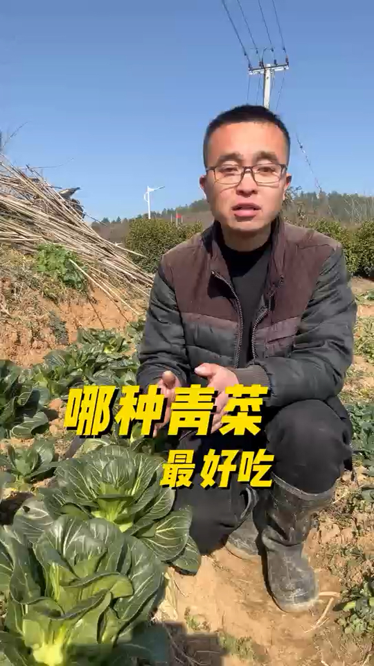 那种青菜最好吃?