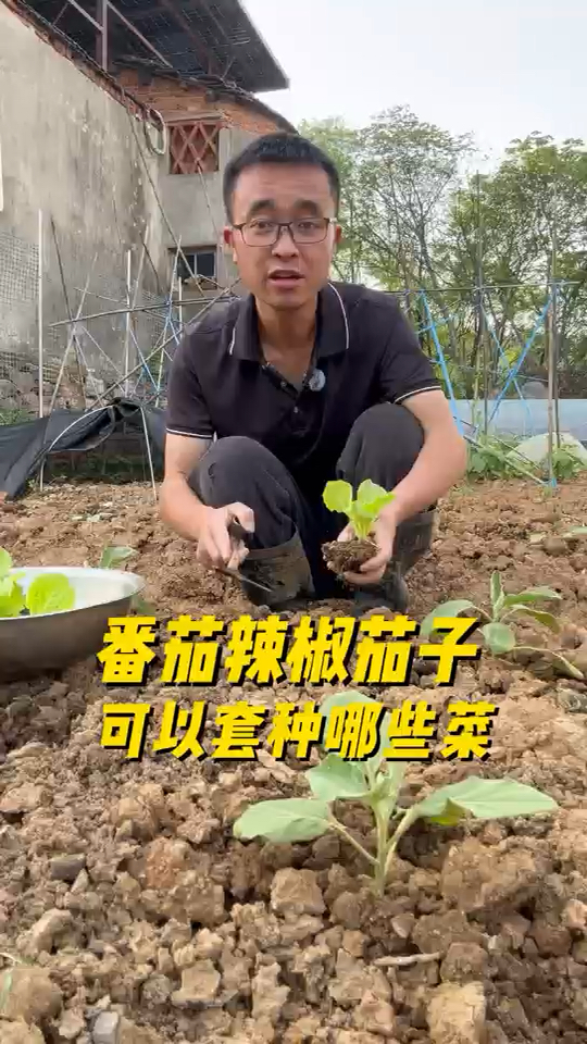 番茄辣椒茄子可以和哪些蔬菜一起套种？