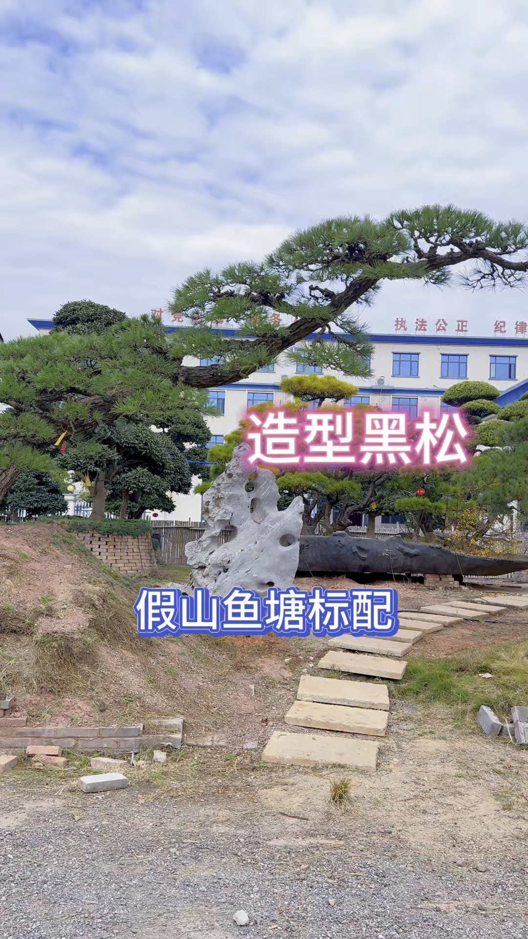 适合假山的全冠造型黑松,高端大气上档次#造型黑松