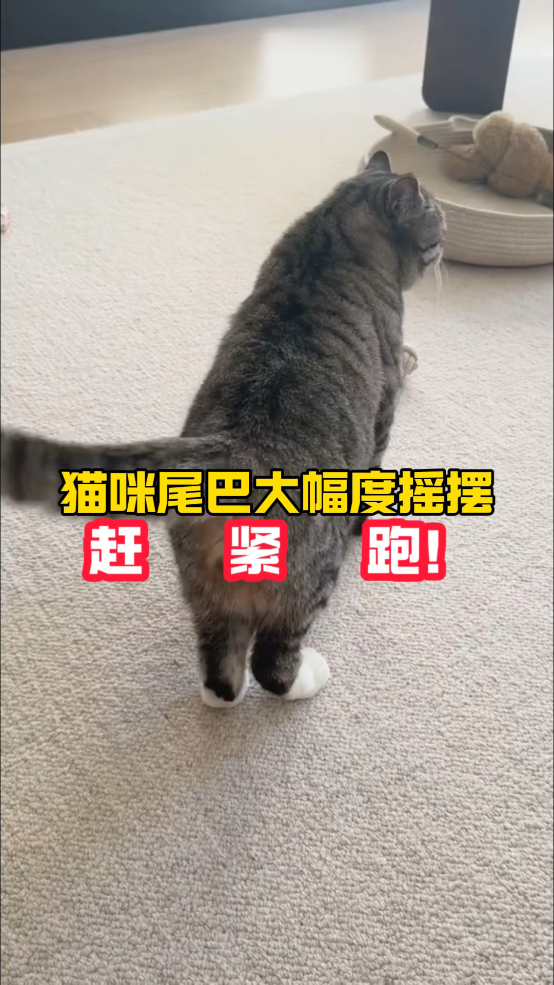 如果猫咪尾巴大幅度摇摆,赶紧跑!