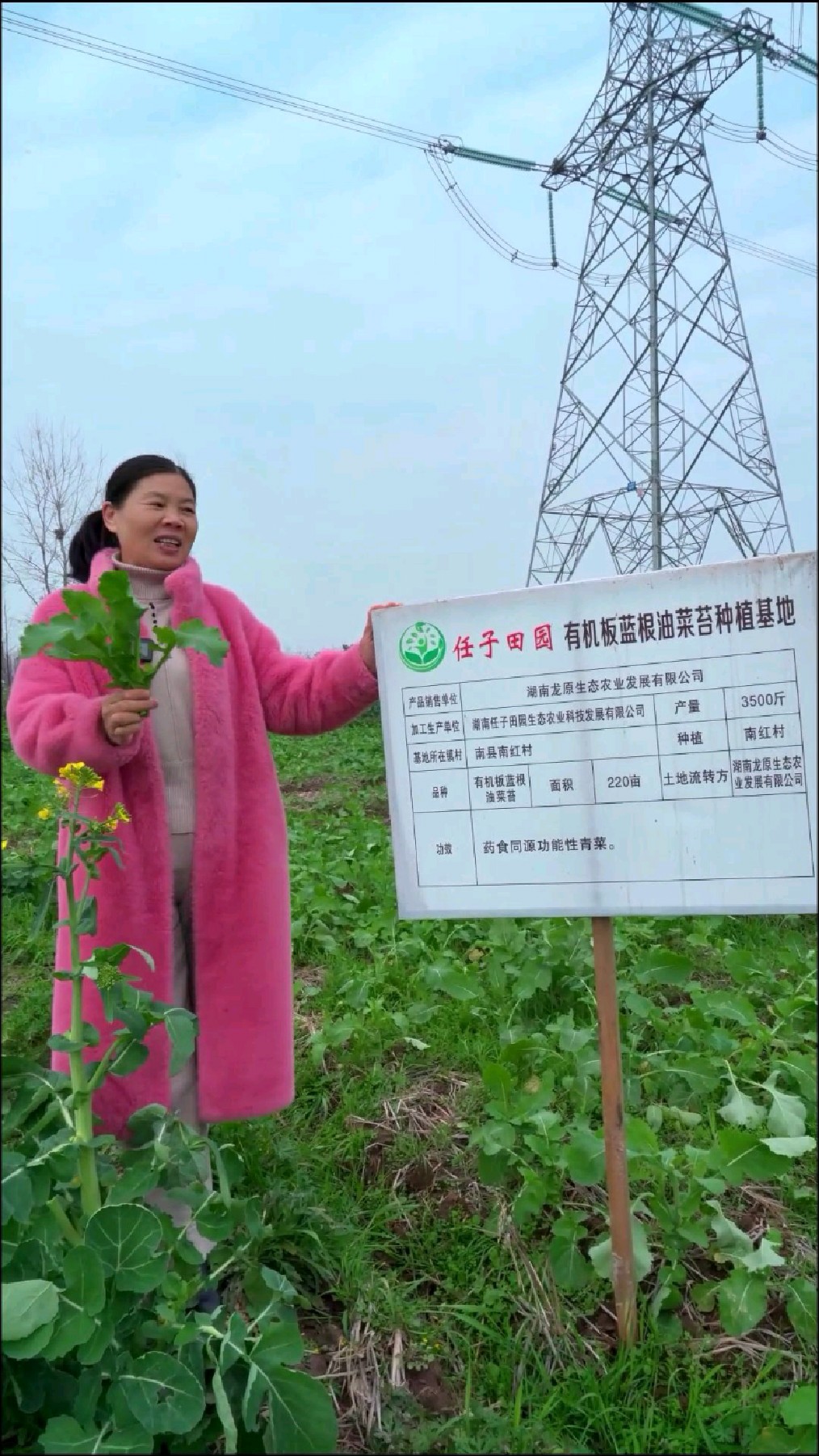 任子田园有机板蓝根油菜苔,随手采摘随意吃的蔬菜