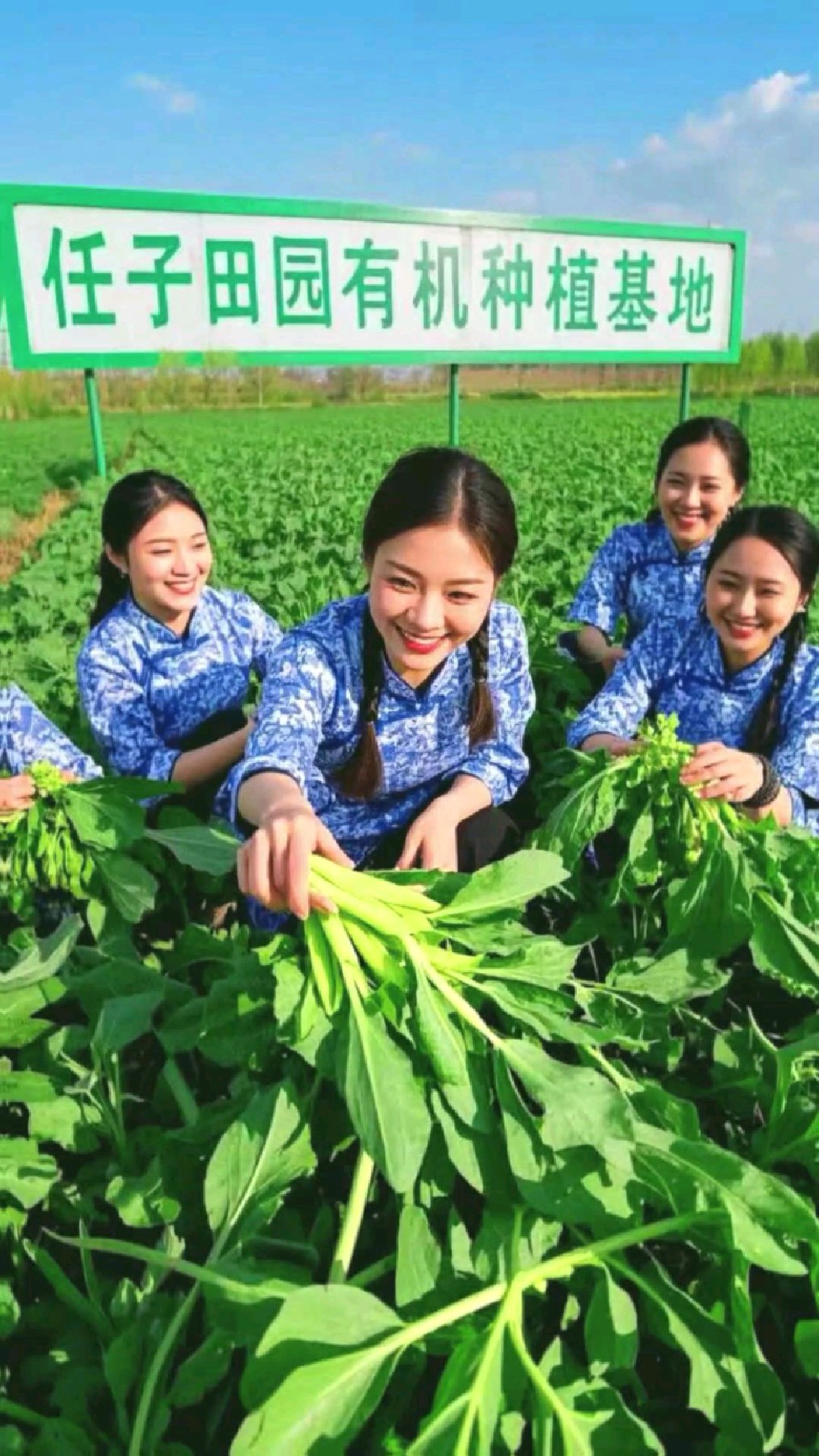 想吃健康又营养的有机板蓝根油菜苔就来任子田园