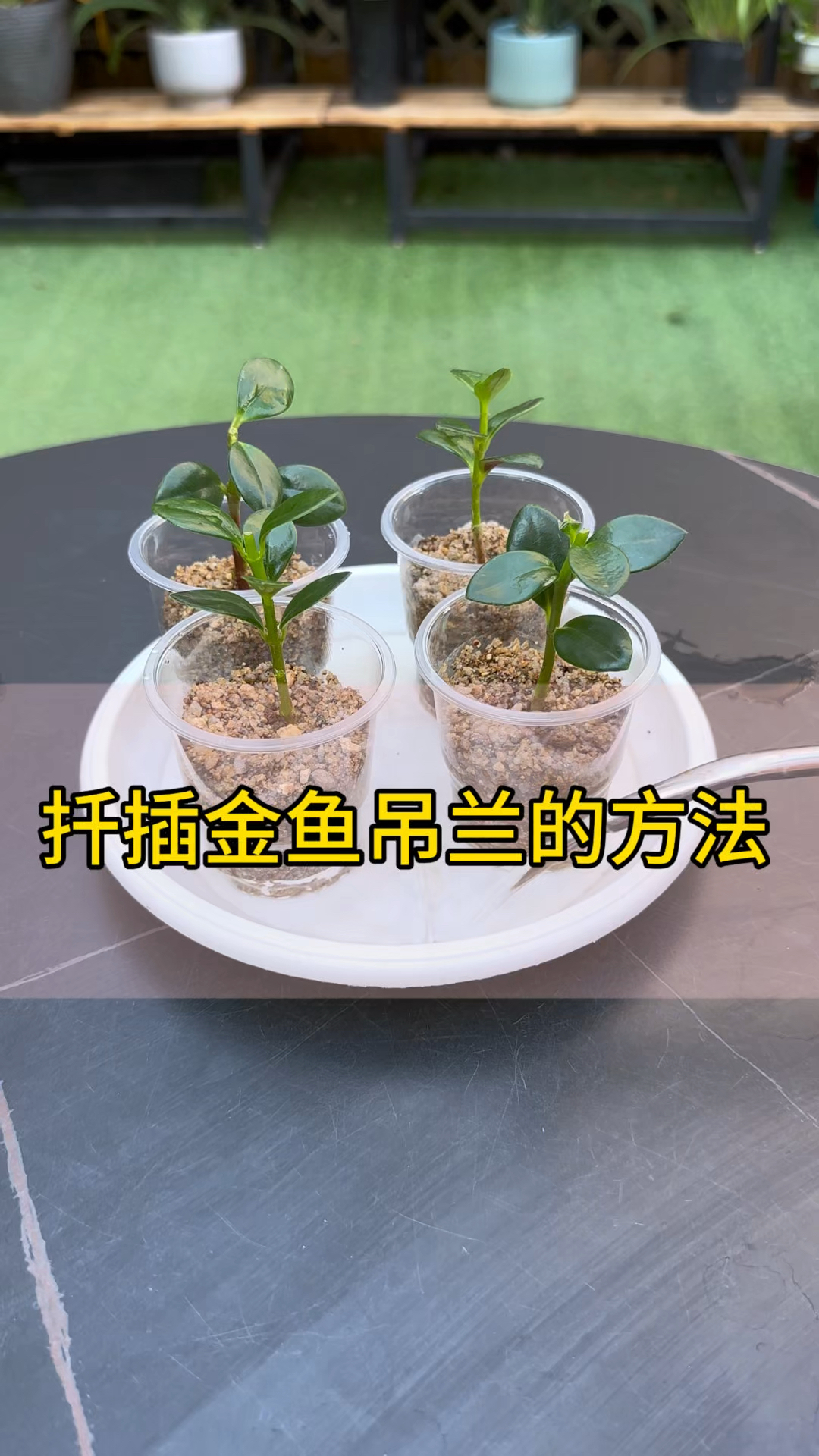 扦插金鱼吊兰的方法