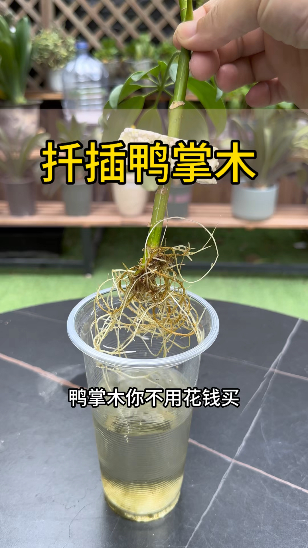用这个方法扦插鸭掌木，简单生根又快