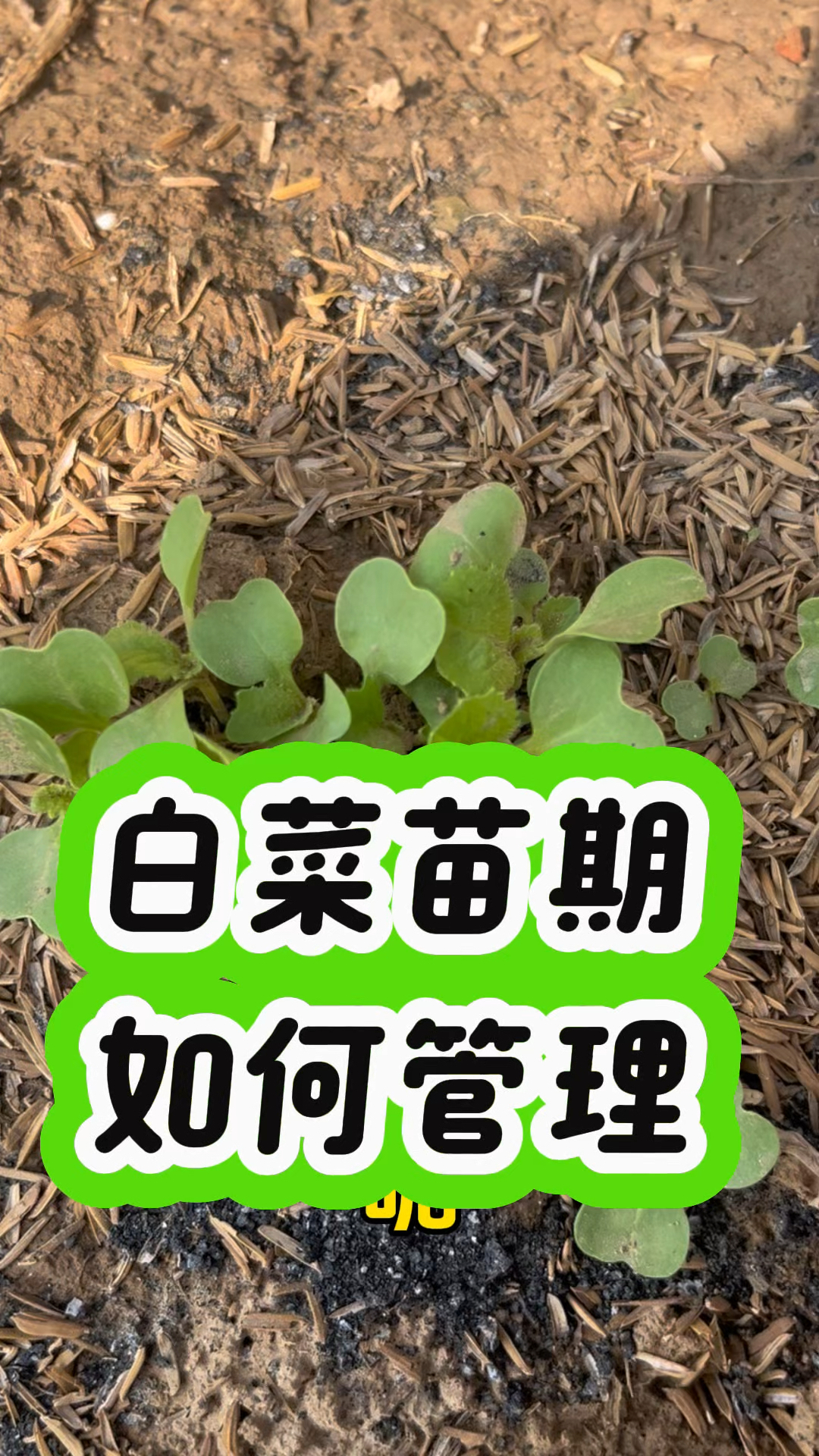 白菜苗期如何管理