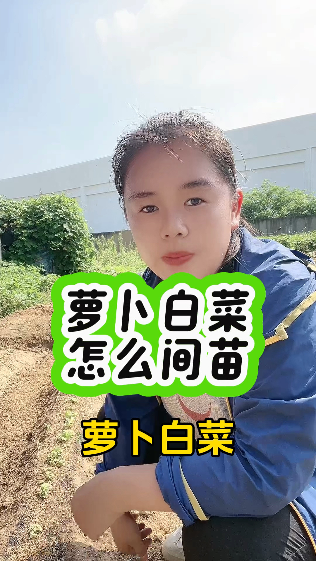 萝卜白菜怎么管理