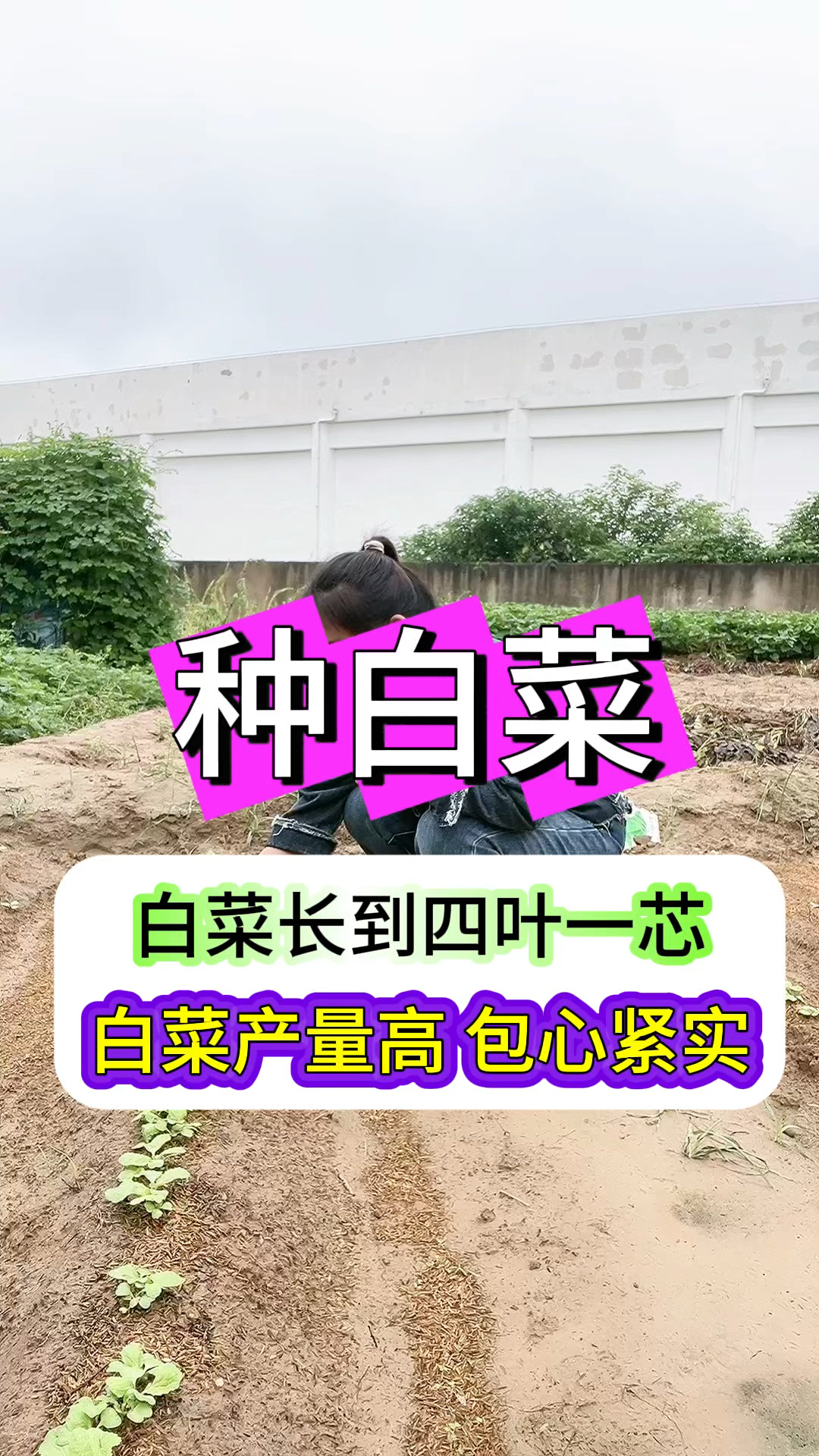 白菜四叶一心产量高包心紧实