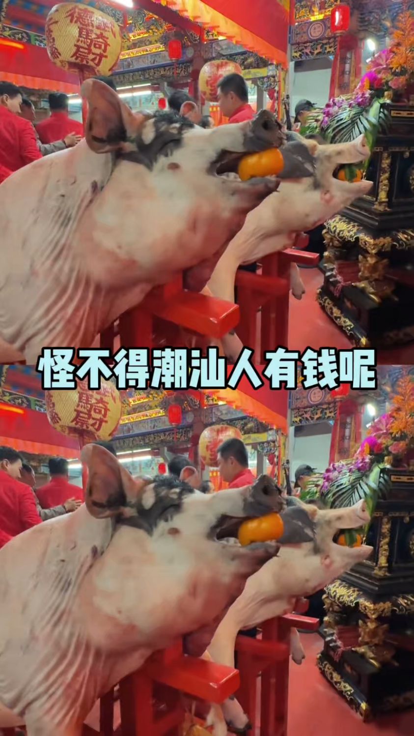 怪不得人家潮汕有钱!#潮汕#贡品#拜神#内容过于真实
