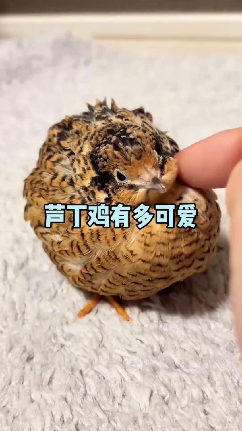 谁能拒绝一只长得好看,又香又能产蛋的迷你鸡呢?#芦丁鸡#迷你鸡