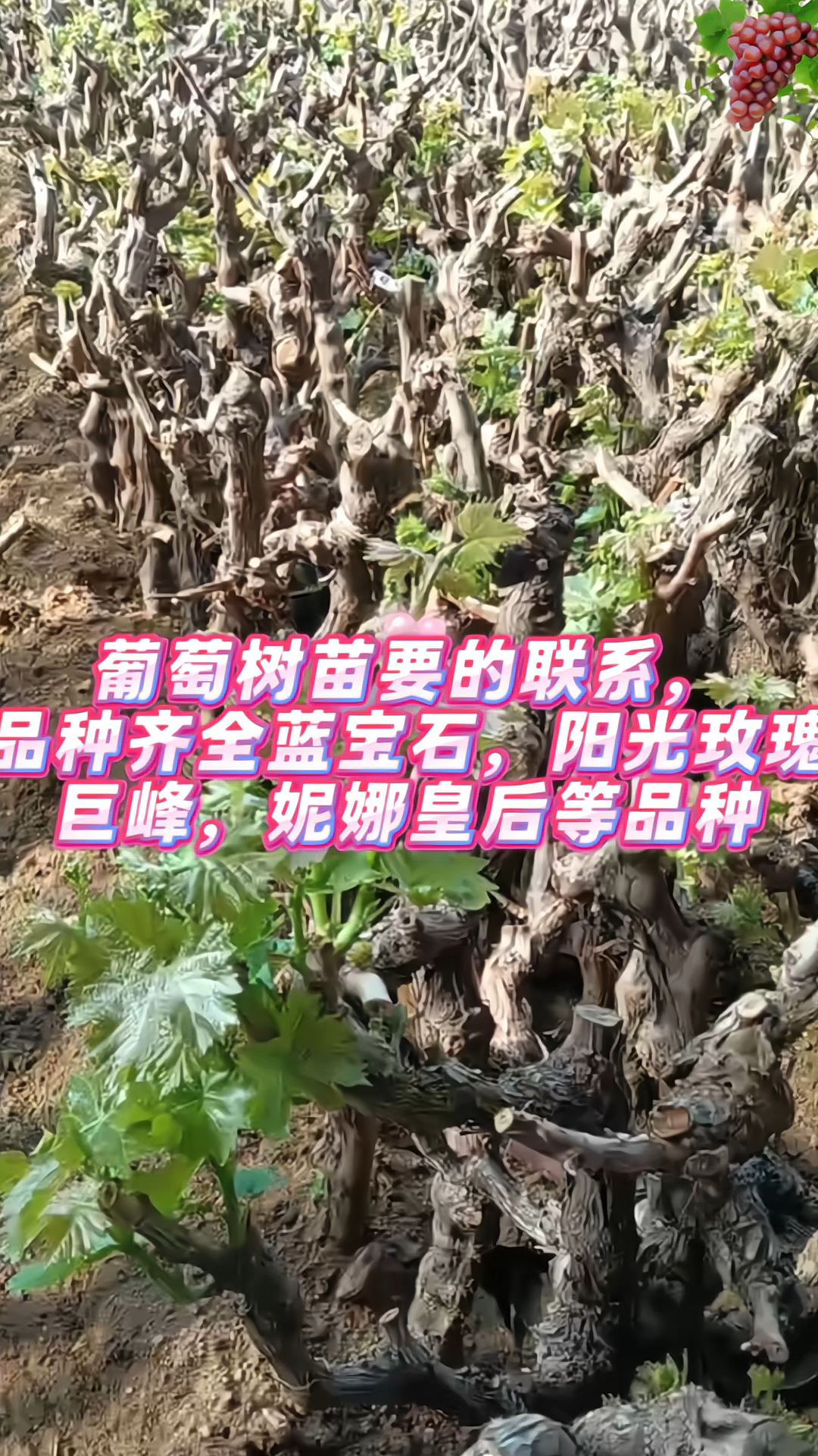 葡萄树苗,品种齐全