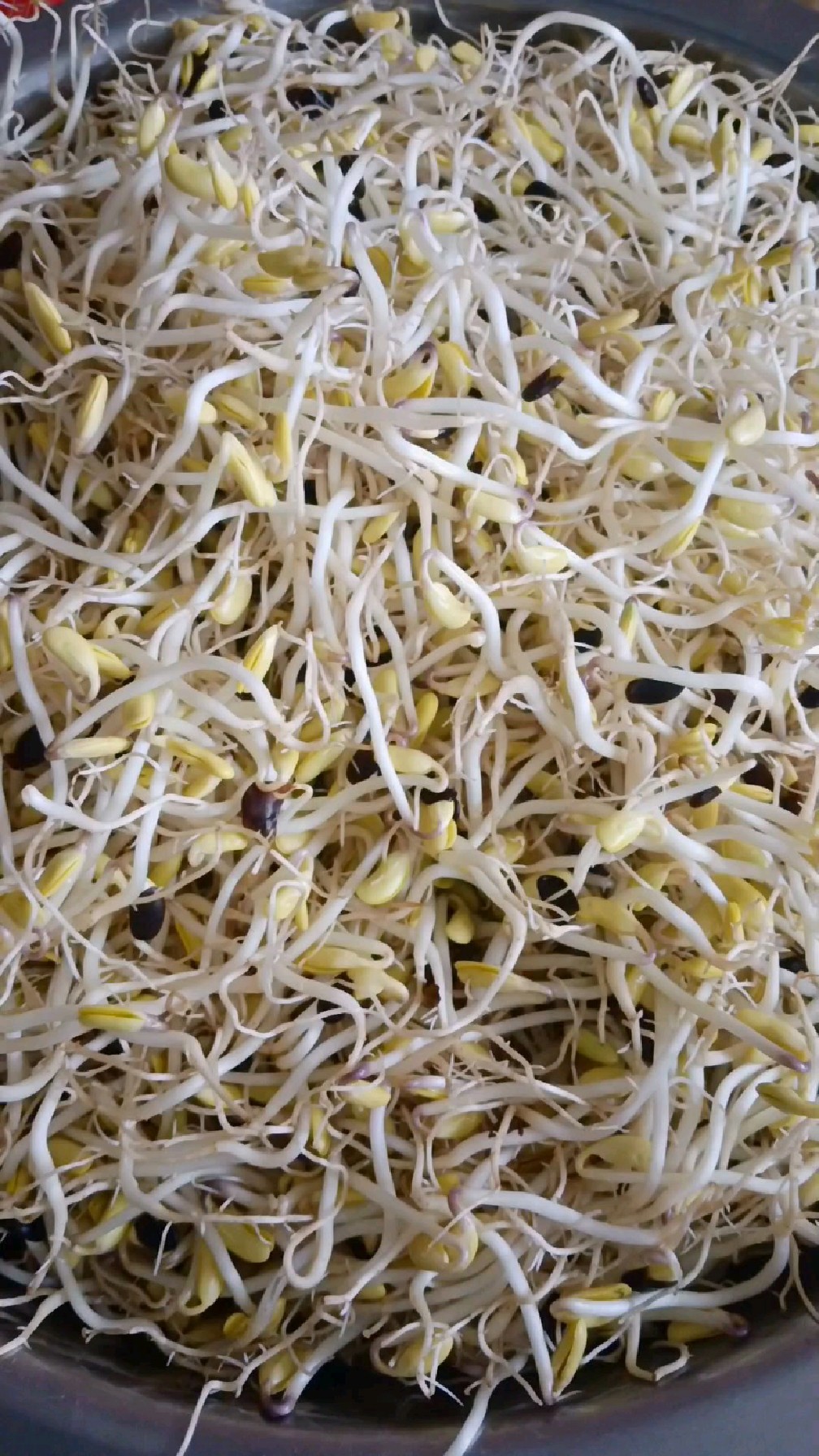 #地方特色美食#农村传统生黑芽详细做法#像我这样生黑豆芽又长又嫩