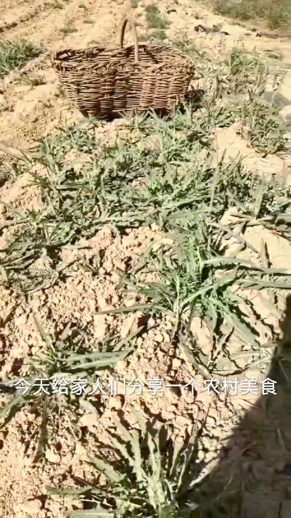 #纯天然绿色美食 #传统苦菜小妙招像我这样储存苦菜吃到开春还新鲜