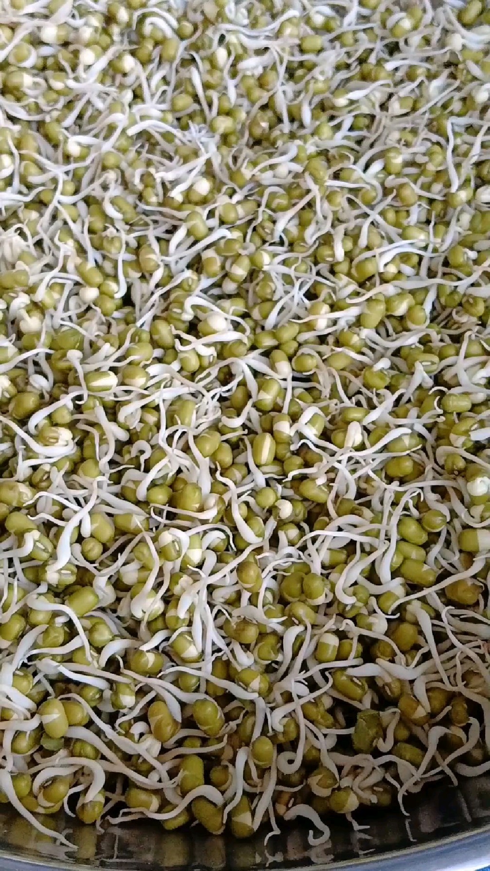 #水培芽苗菜泡绿豆生绿豆芽今天把我们祖传生豆芽方法分享给姐妹们