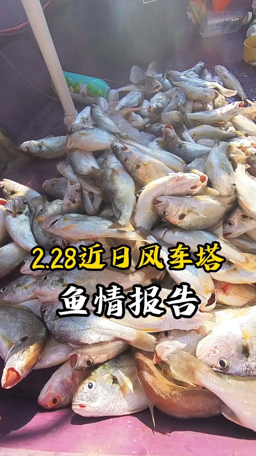 风车塔鱼情报告来了