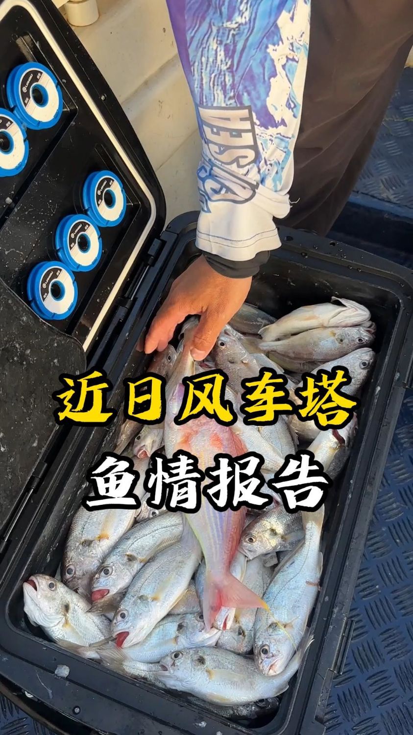 近日风车塔鱼情报告来了
