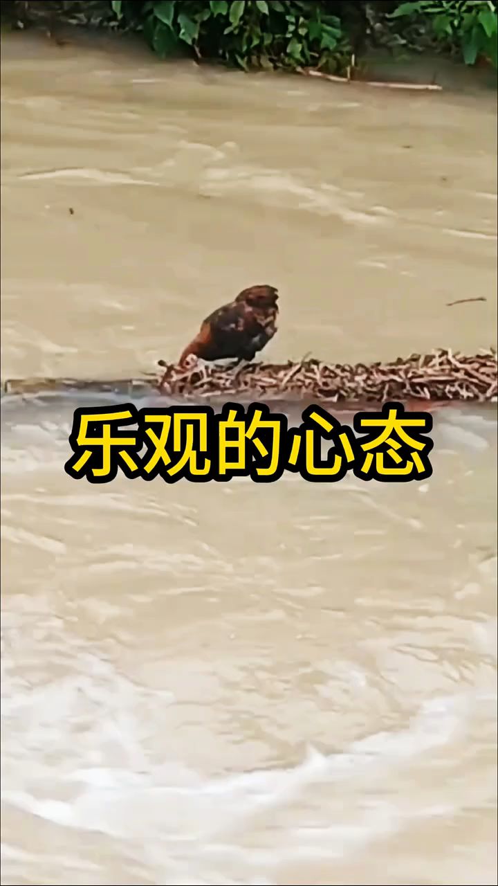 乐观面对困难的小鸡
