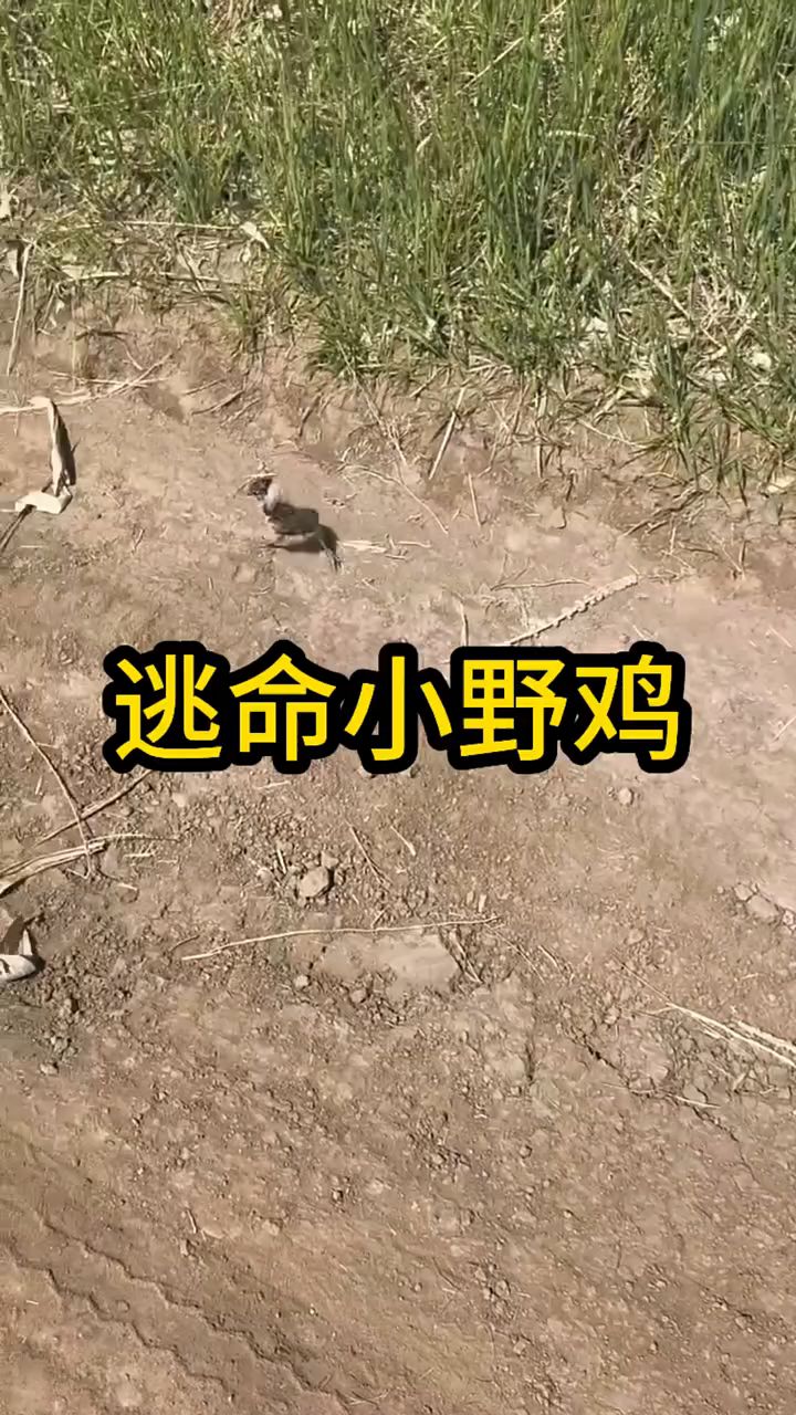 逃命的小野鸡，动物的迷惑行为