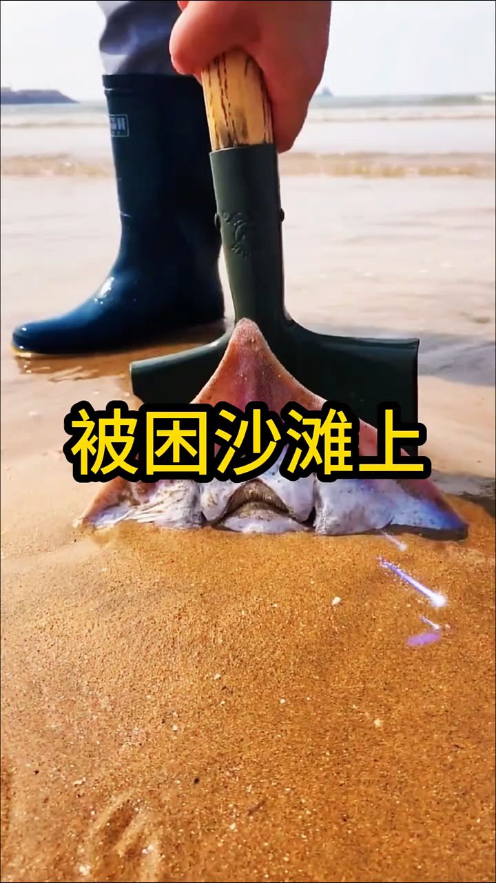 被困在沙滩上的魔鬼鱼