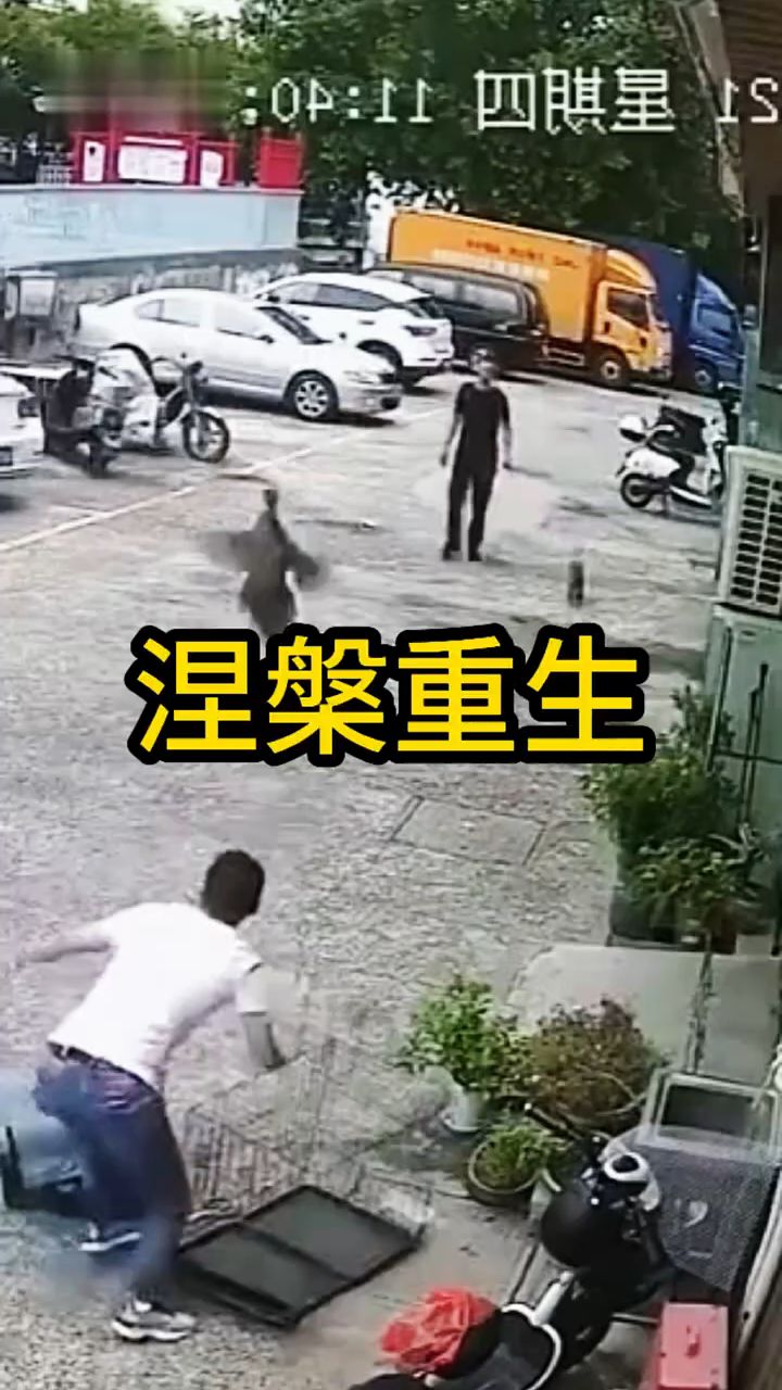 拼命自救的野鸡。