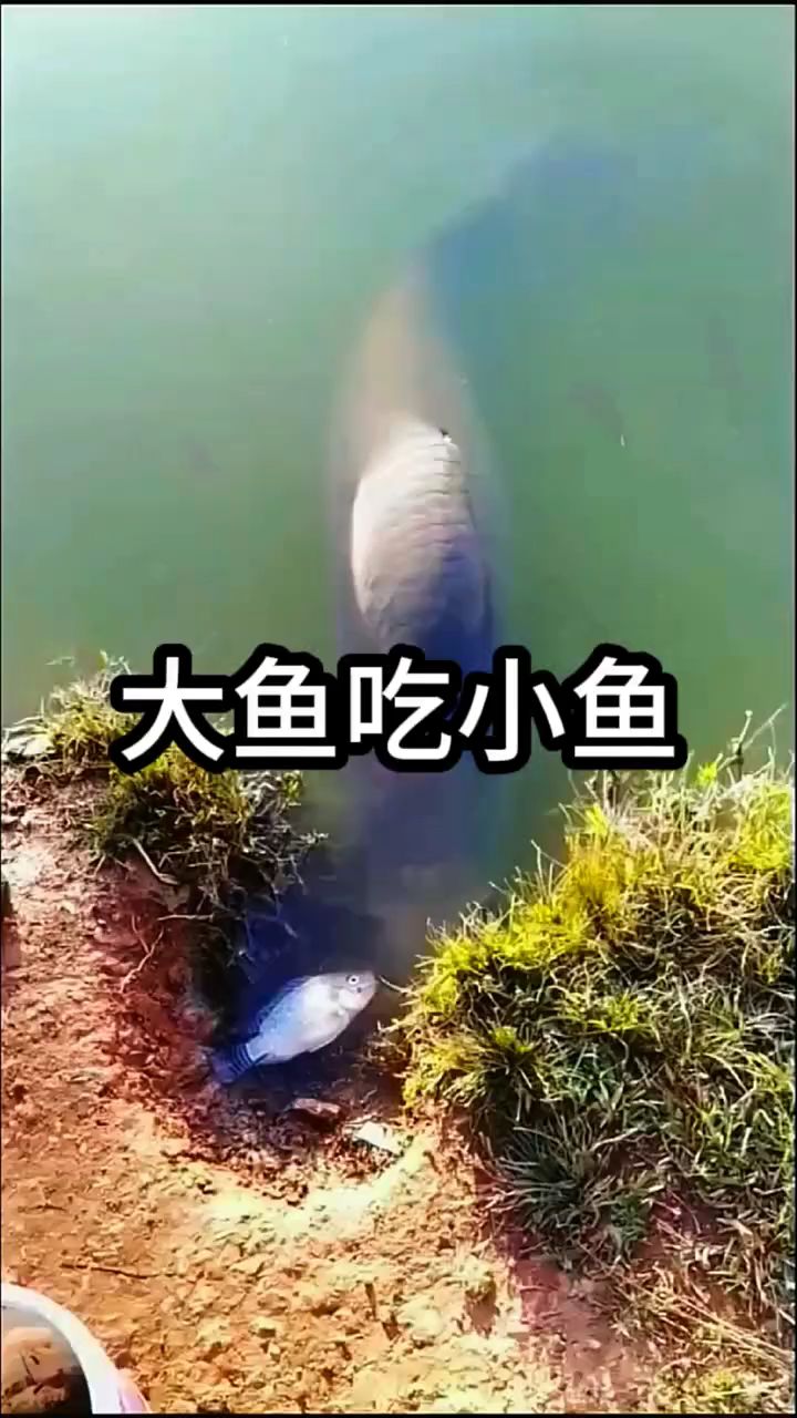 大鱼吃小鱼,动物成精了
