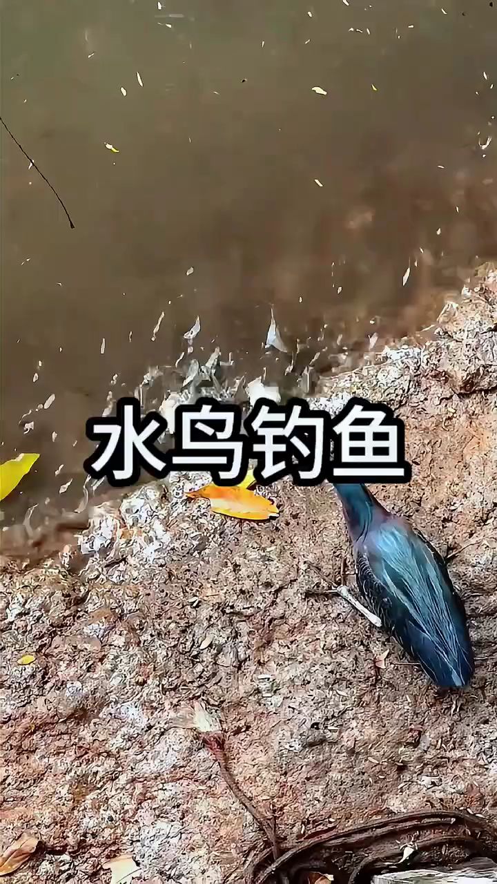会钓鱼的水鸟，动物成精了