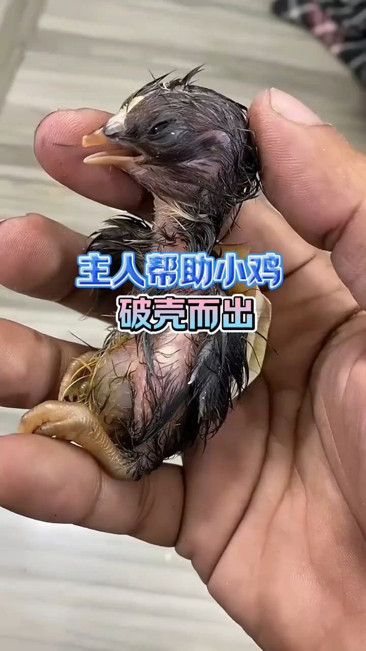 手动出克的小鸡。