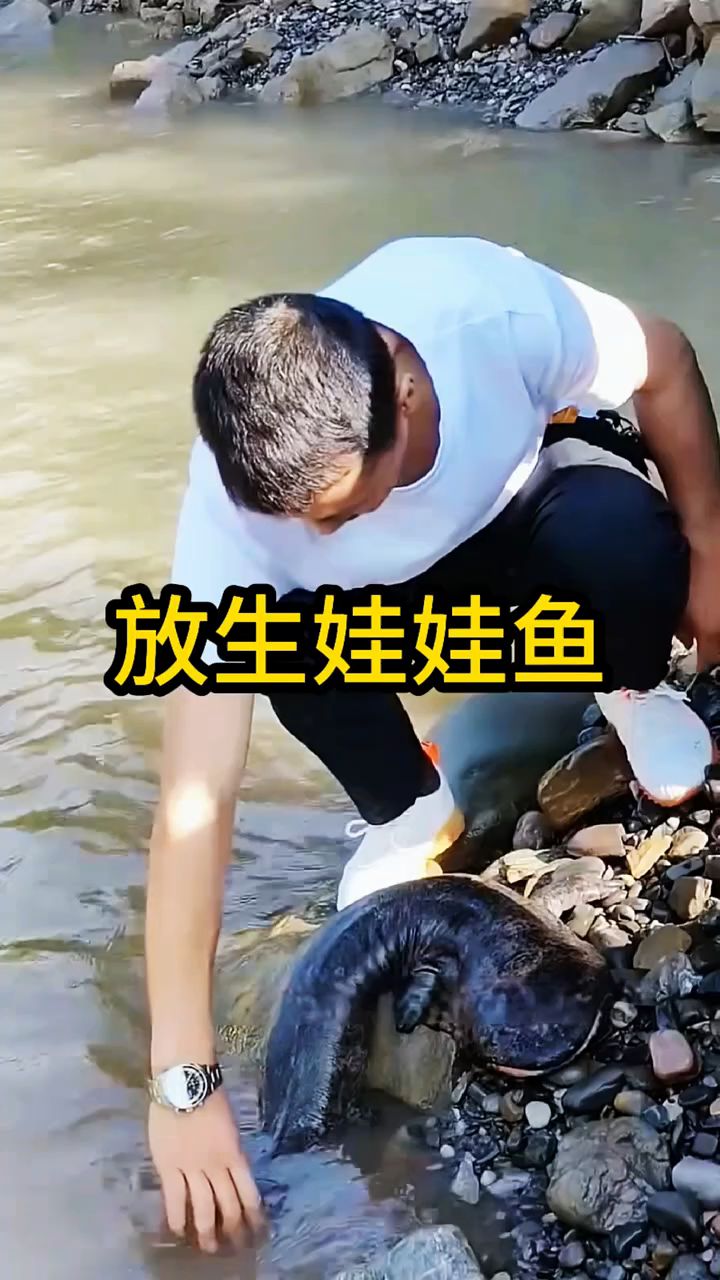 放生娃娃鱼,动物救助