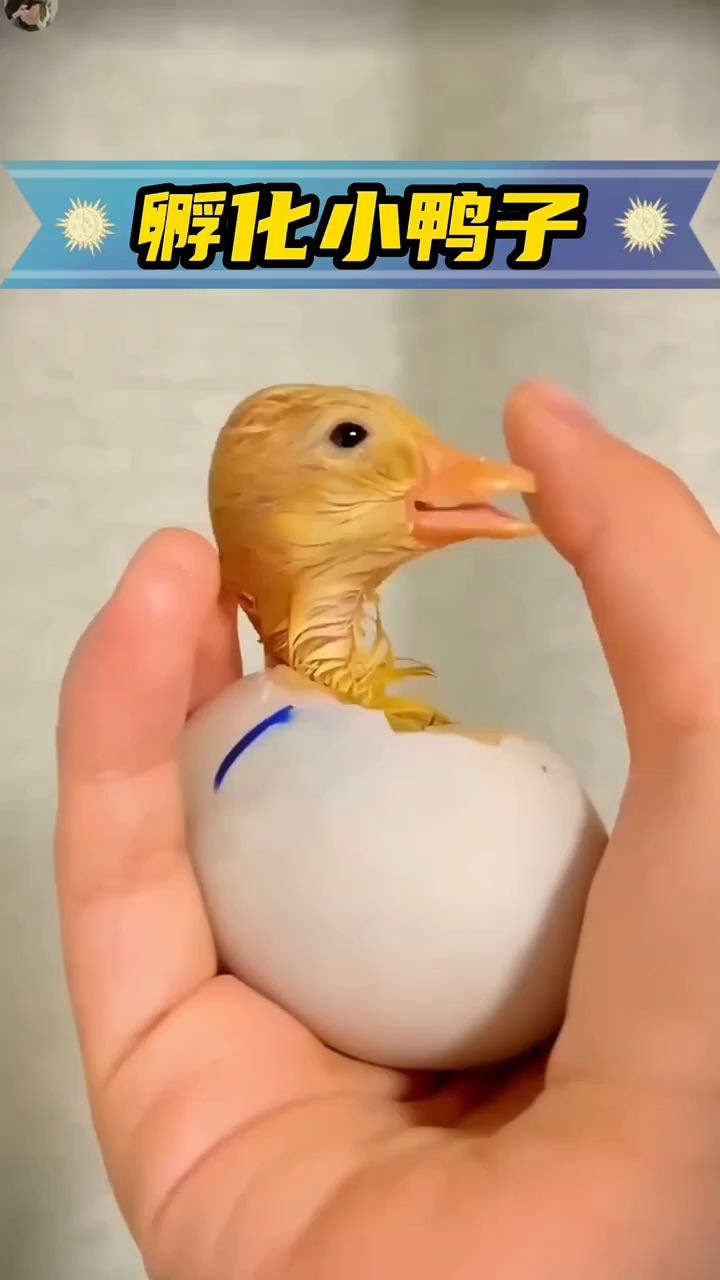 孵化小鸭子，鸭妈妈的蛋