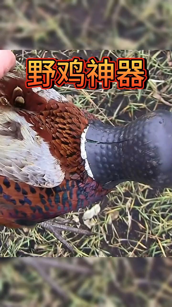 抓捕野鸡神器，野生动物