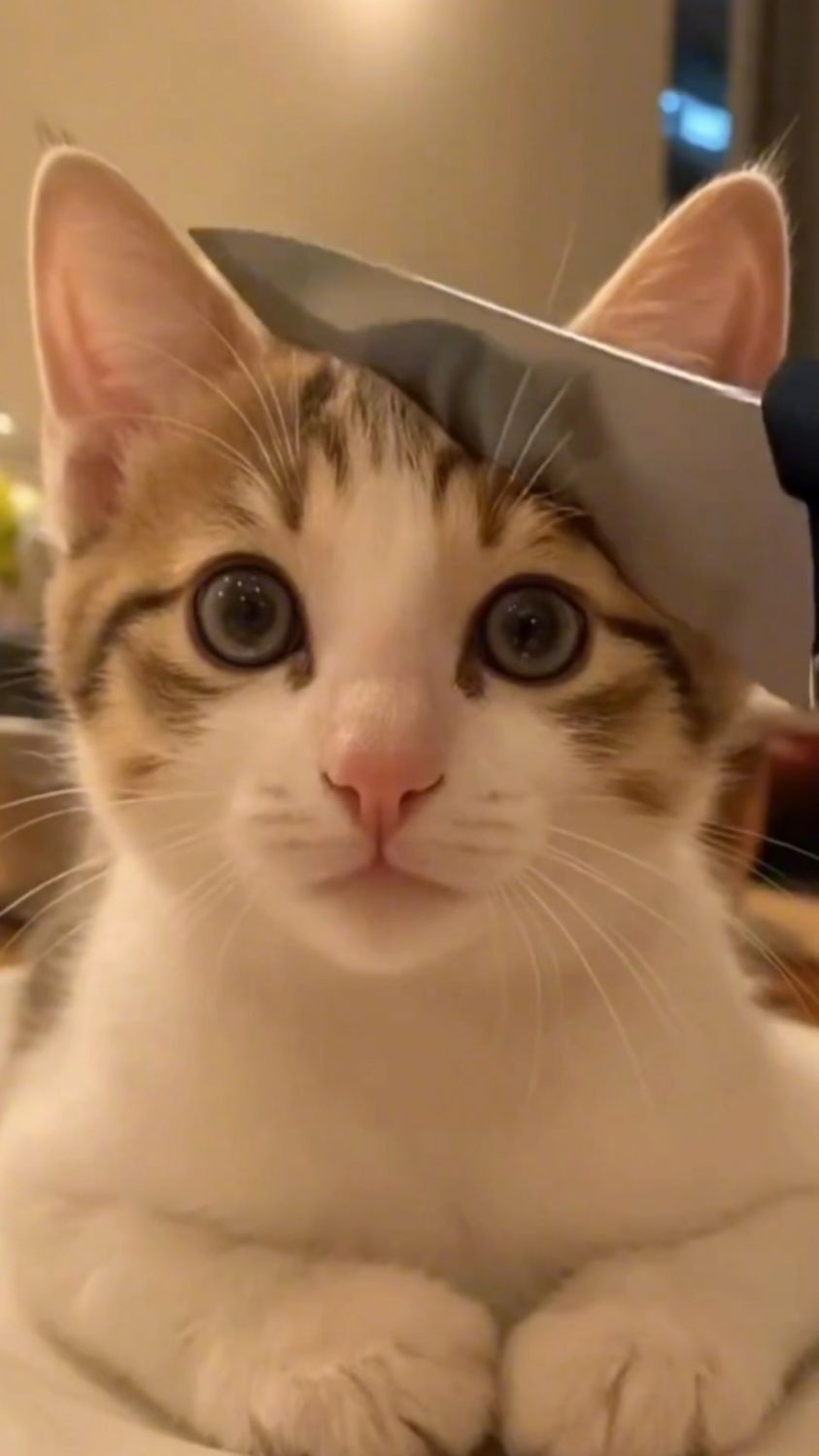 买了个猫咪蛋糕把猫咪们吓出了表情包