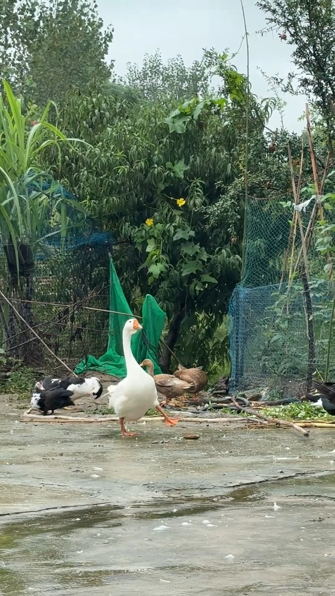 大鹅偷偷学我走路