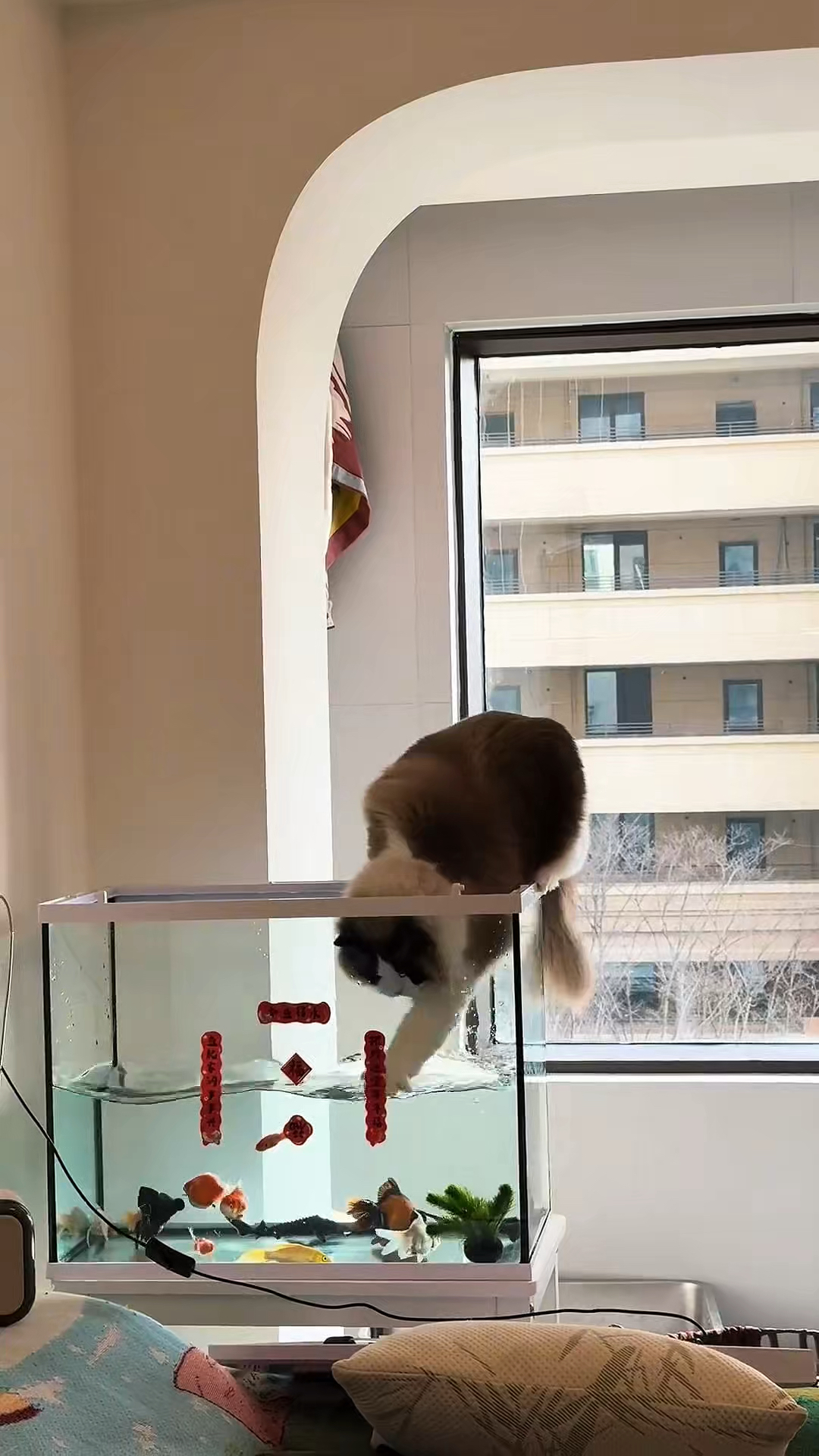猫咪连观赏鱼也不放过