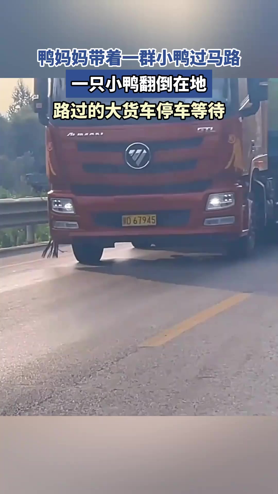 鸭妈妈带着一群小鸭过马路,一只小鸭翻倒在地,大货车停车等待