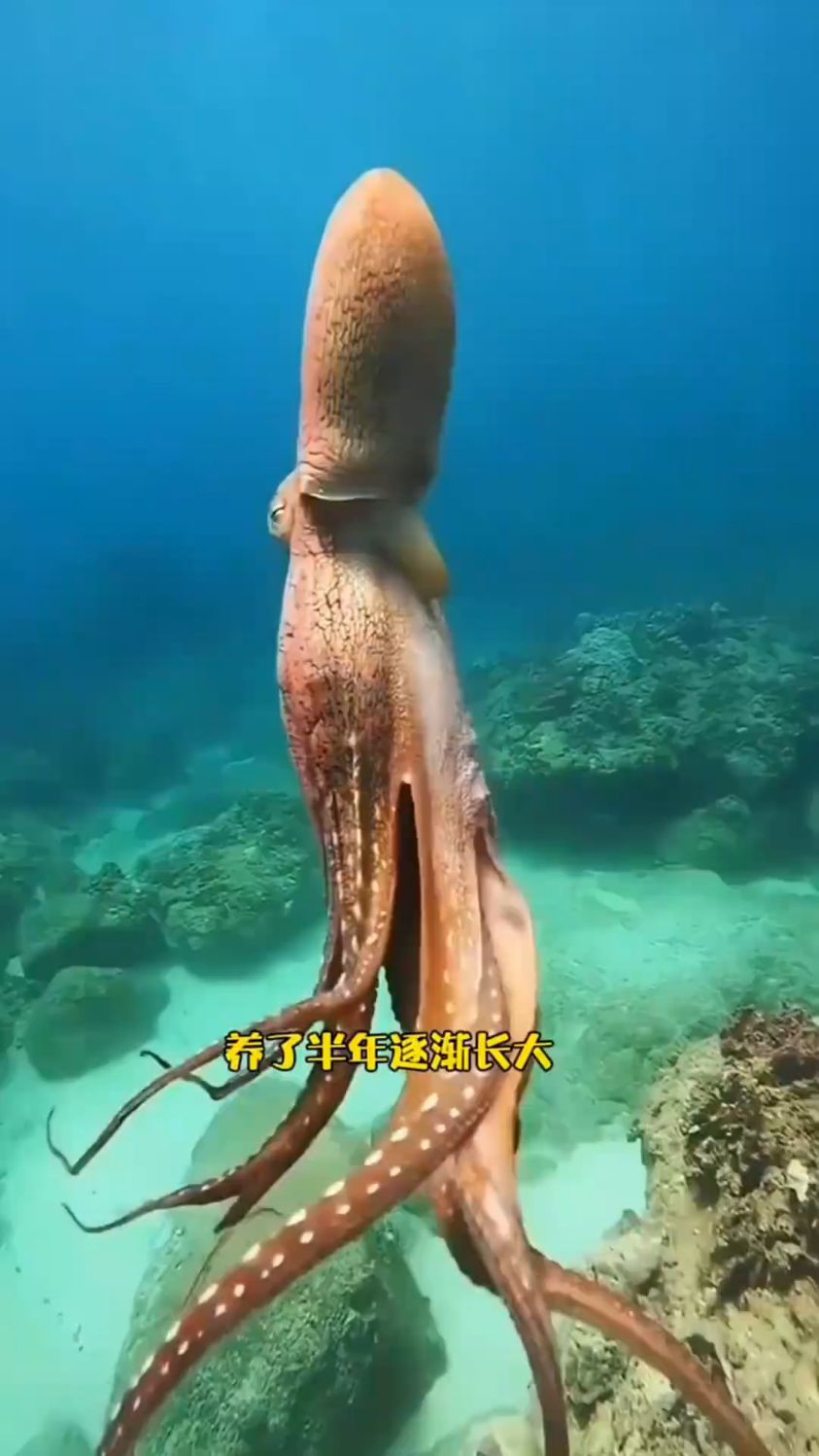 小哥捡到一只小章鱼,长大后体型惊人