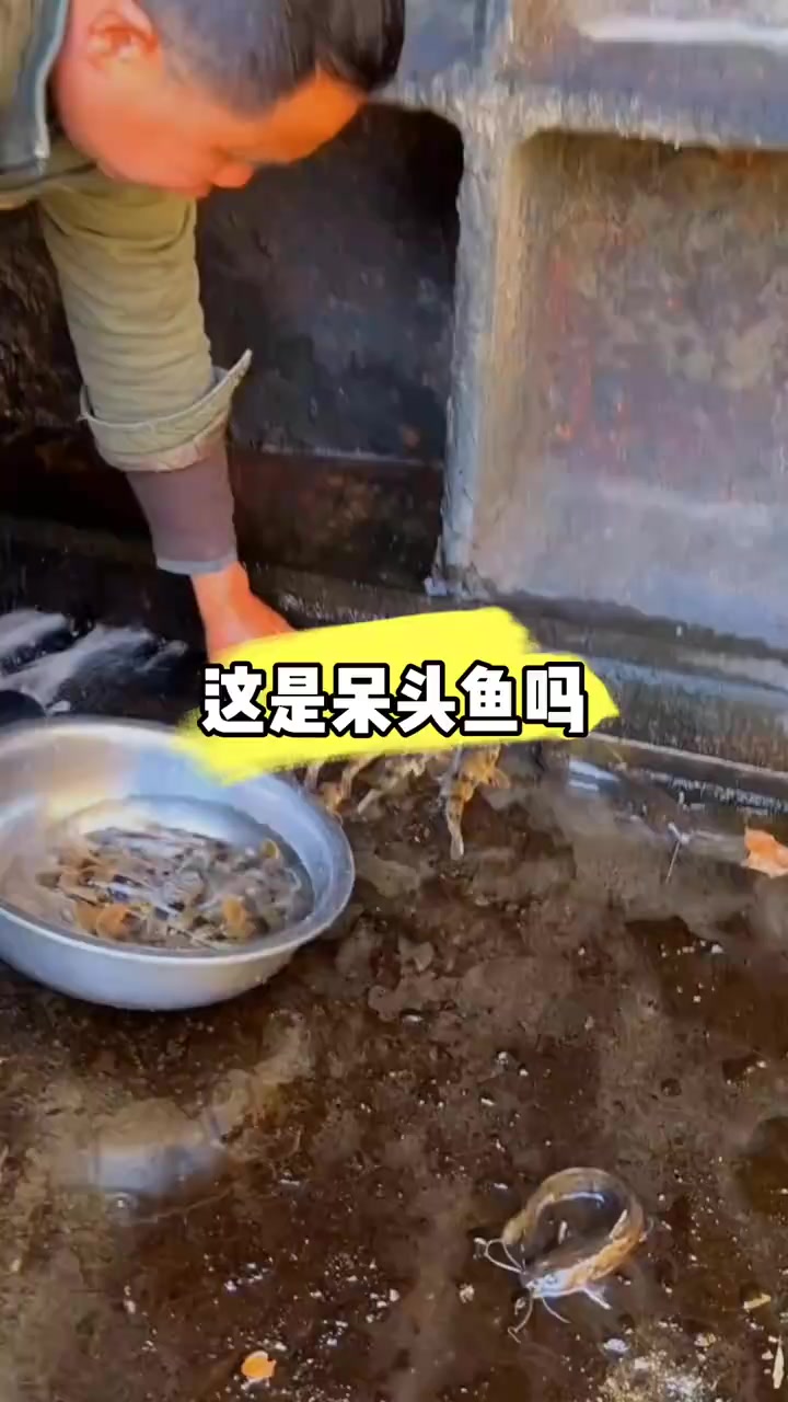 这是呆头呆脑鱼吗