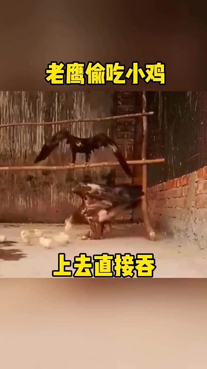老鹰偷吃小鸡,上去直接吞! 