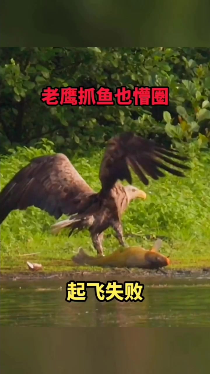 老鹰抓鱼也懵圈,飞不动了! 