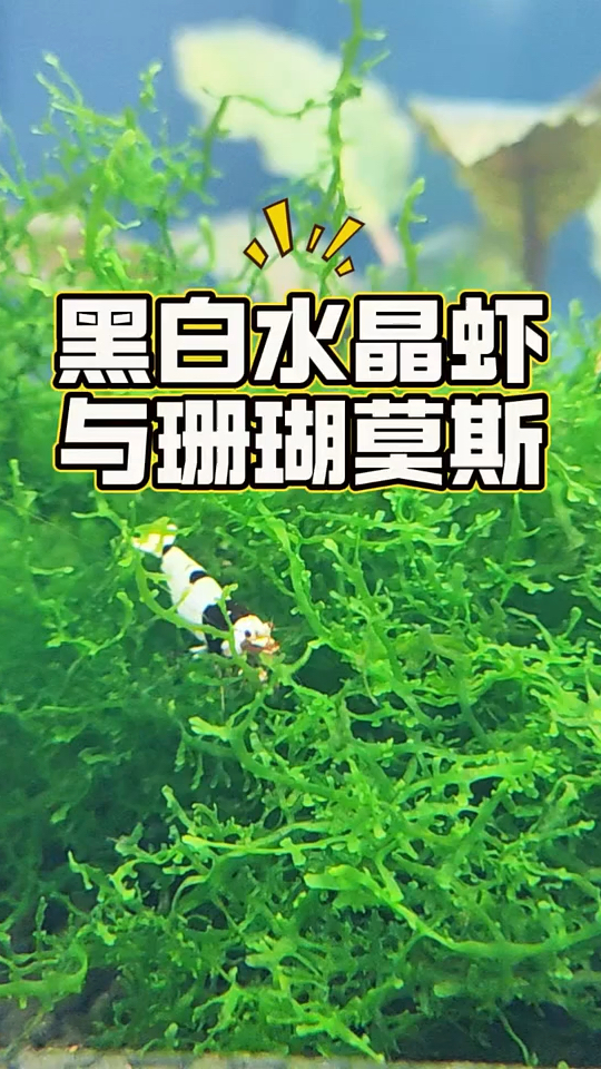 黑白水晶虾，跟珊瑚莫斯