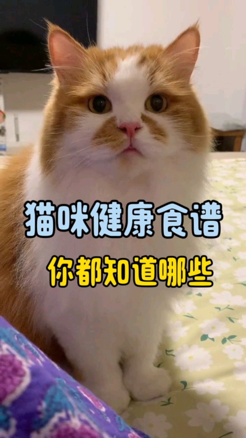 猫咪健康食谱你知道吗