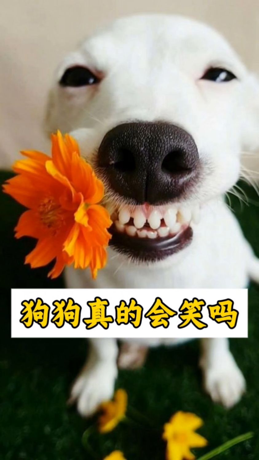 狗狗真的会笑吗?