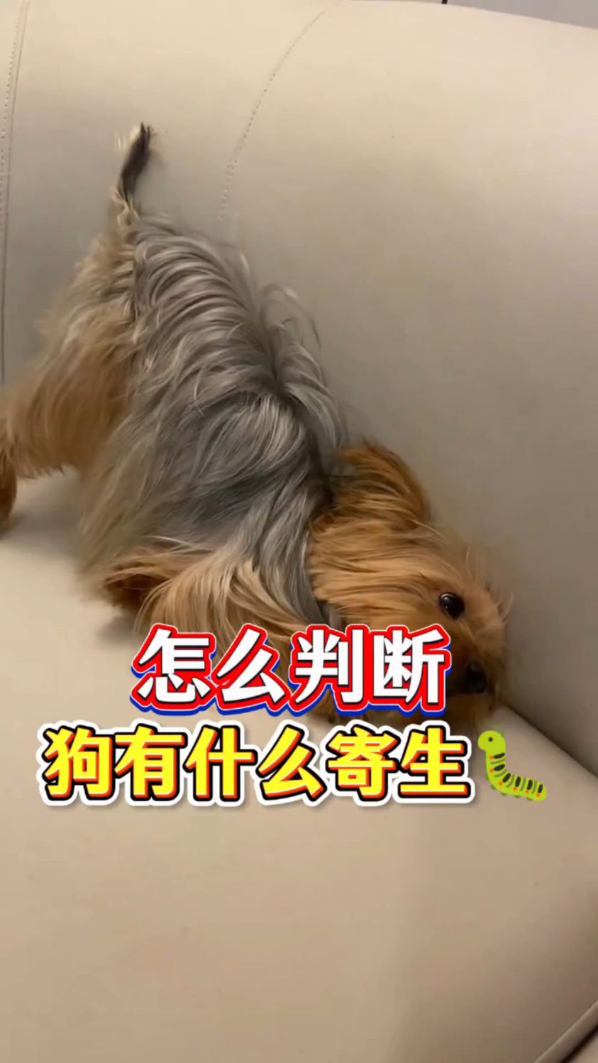 怎么判断狗有什么寄生虫