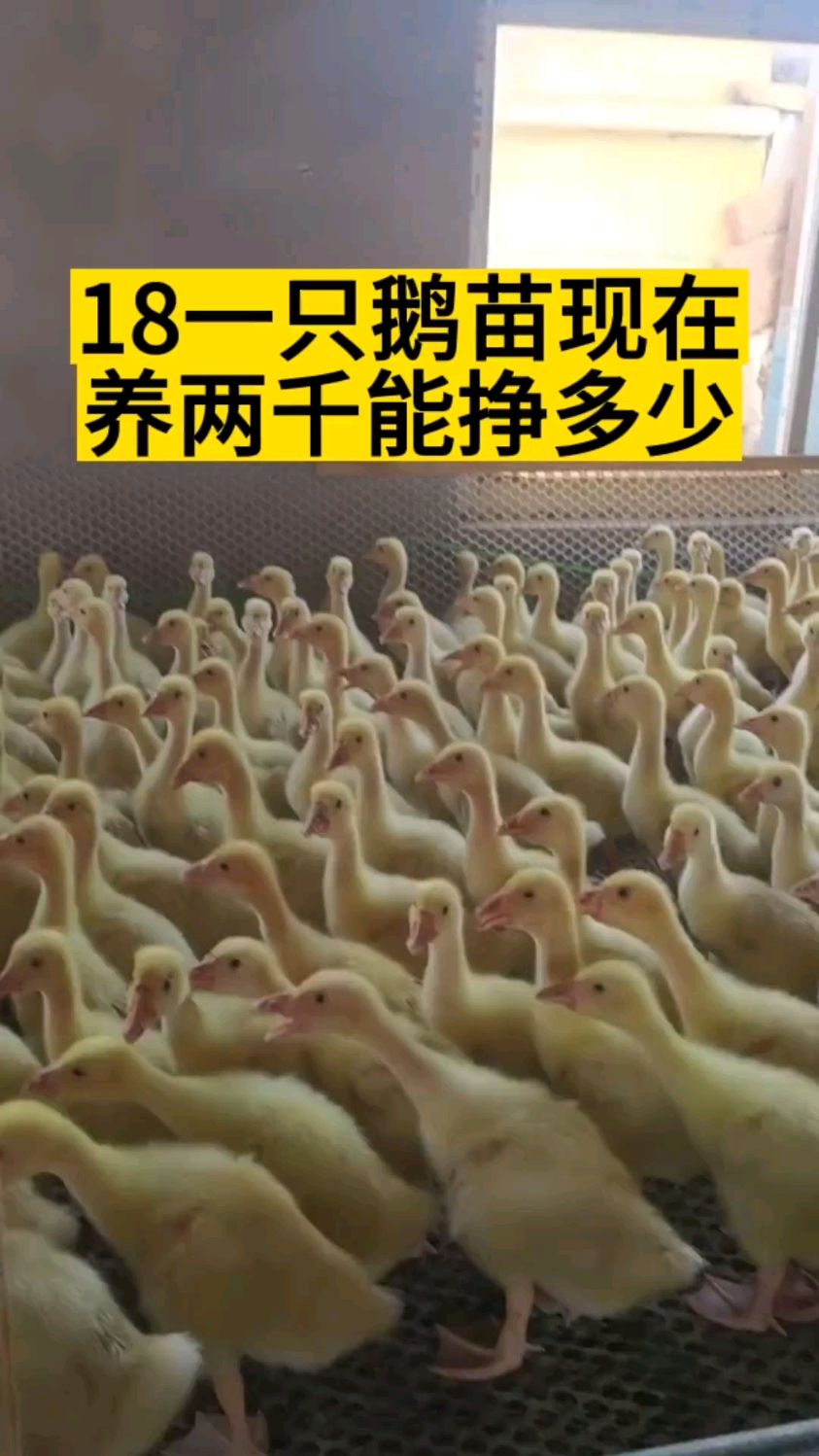 支持创业养鹅苗,俩个月回本