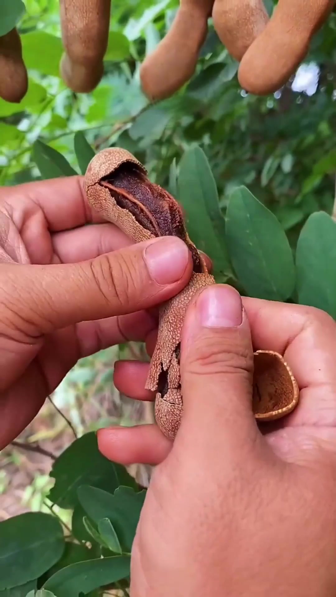 无多余辅料掺兑加工，甜酸角纯粹果味，酸甜解腻酒席小点心