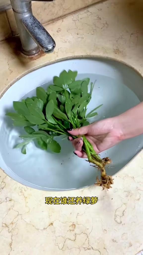 七叶莲和鸭脚木的区别