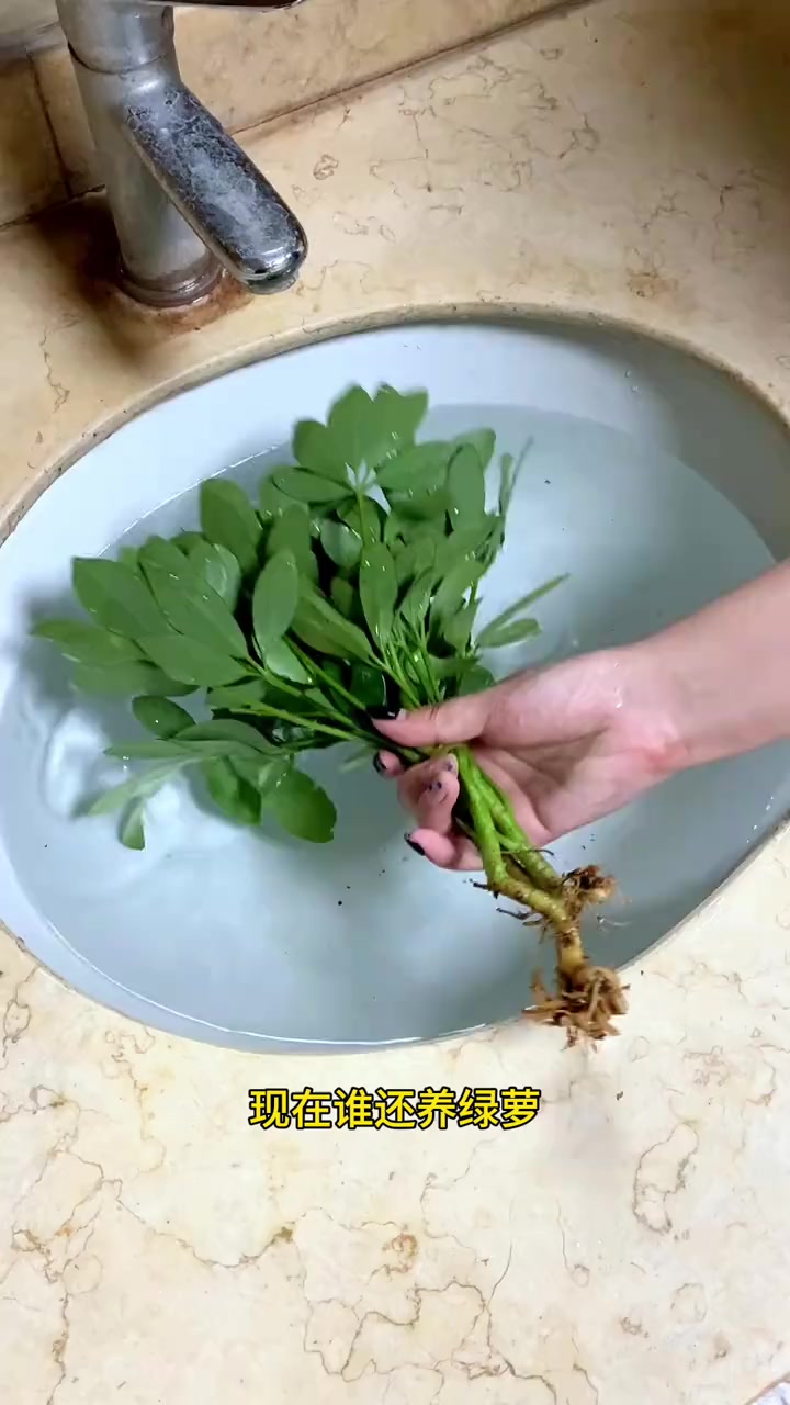 七叶莲和鹅掌柴区别