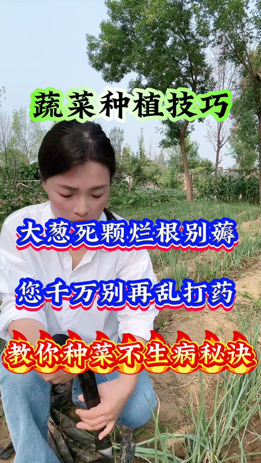 蔬菜种植技巧,大葱死磕烂根,你别薅。您千万别再乱打药